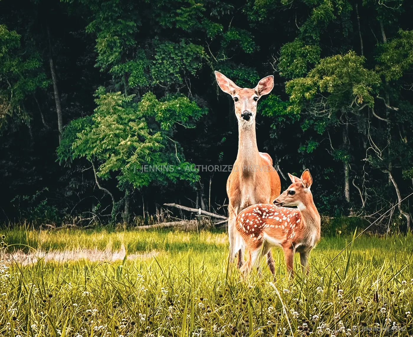 Doe and spotted fawn standing at the edge of a forest