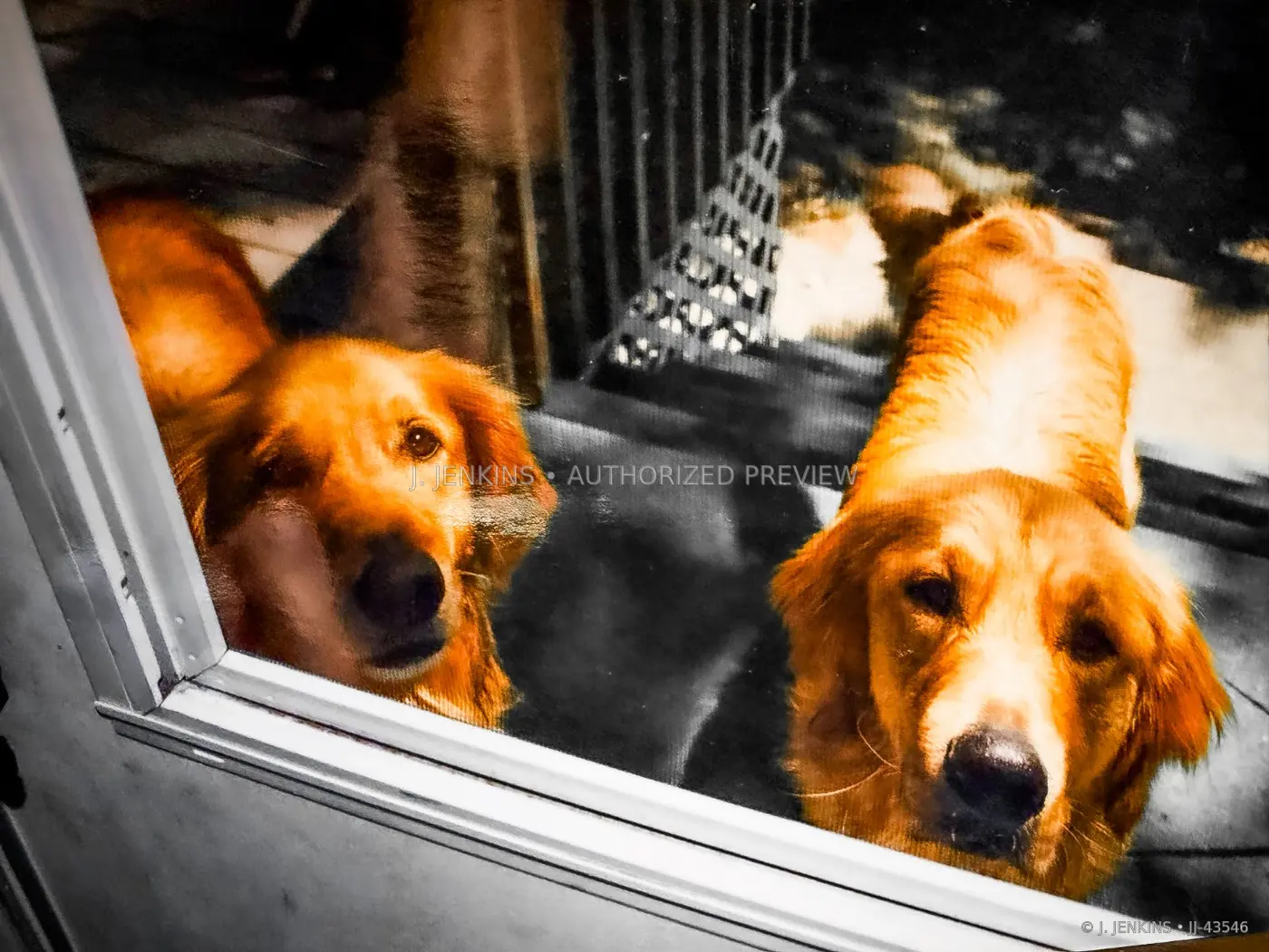 Two golden dogs waiting behind a window