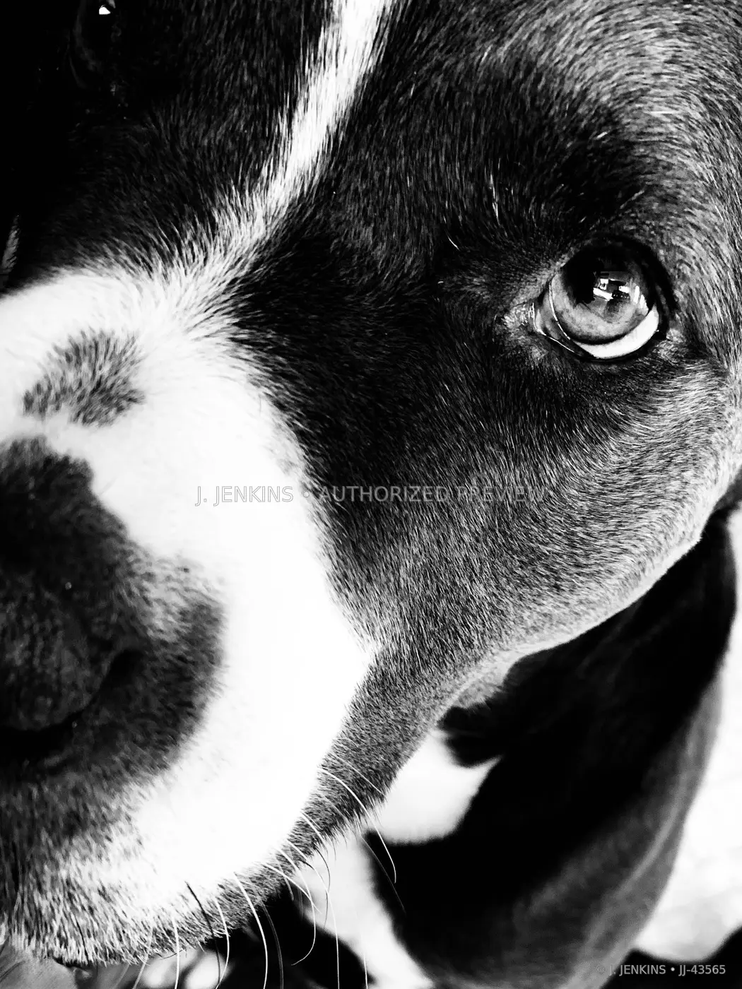 Extreme black-and-white close-up portrait of a dog