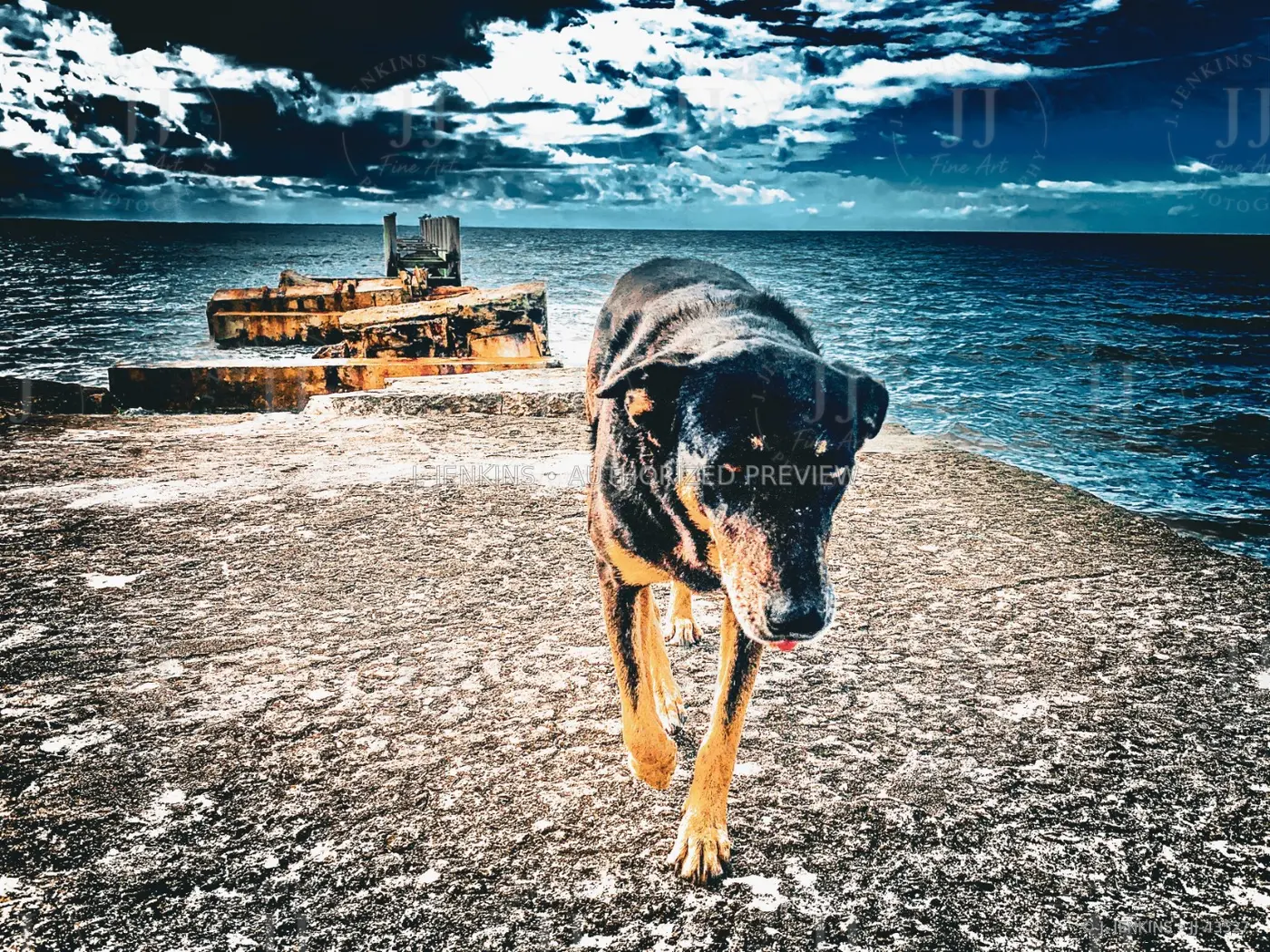 German shepherd walking toward the camera on a lakeside pier
