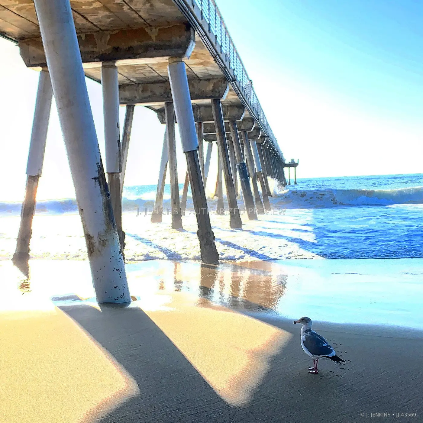 Seagull standing beneath a sunlit ocean pier