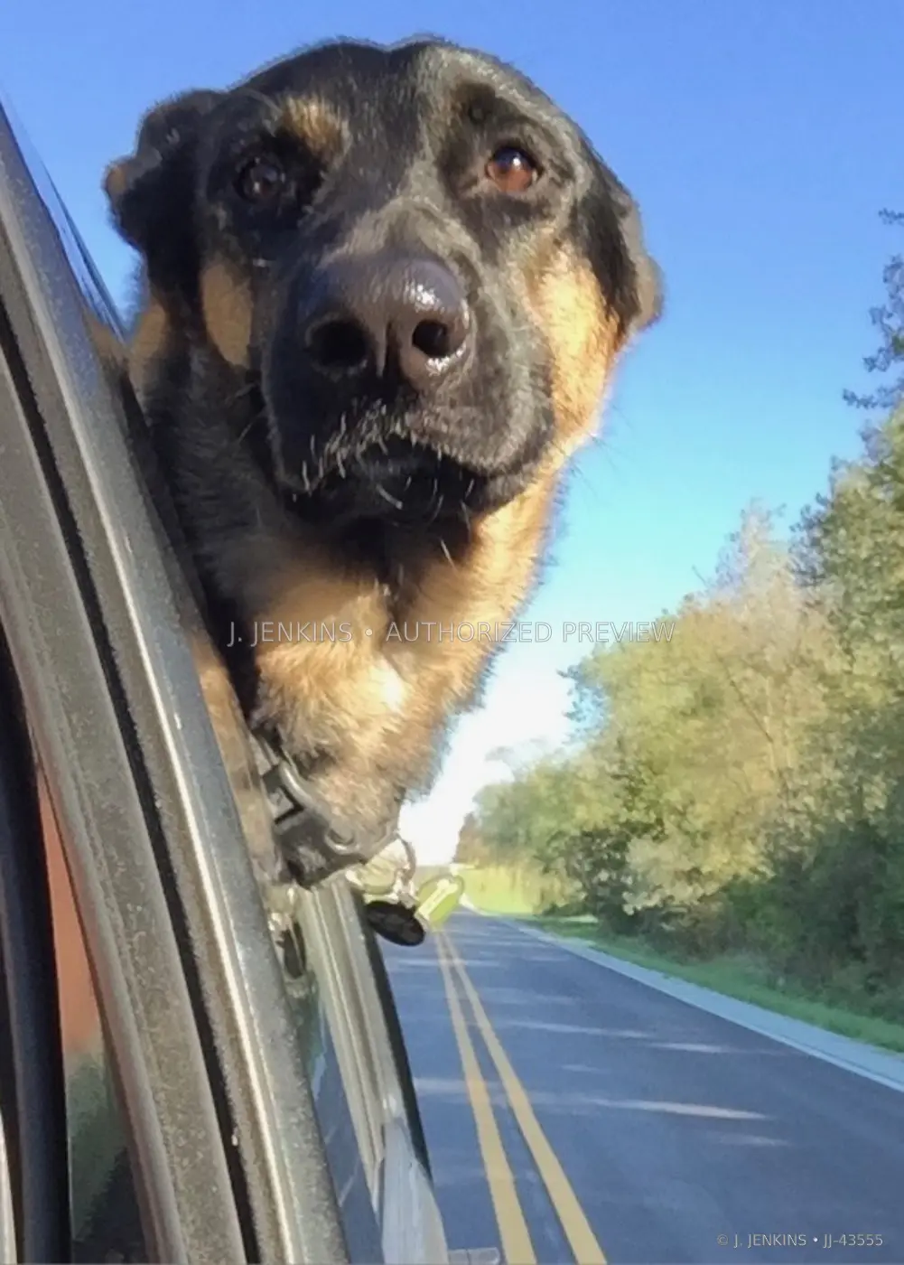 German shepherd leaning out of a moving car window