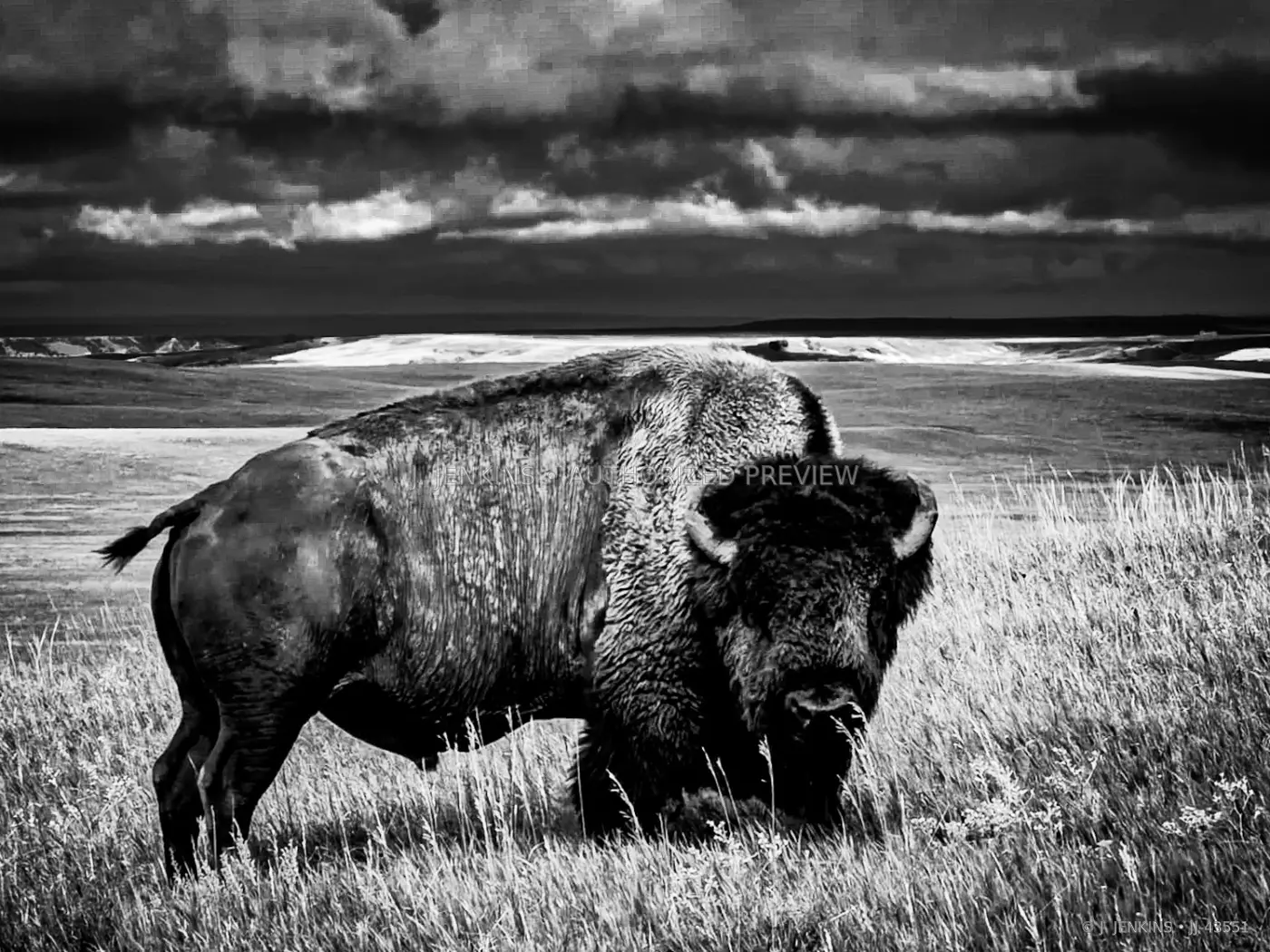Black-and-white bison beneath a stormy sky