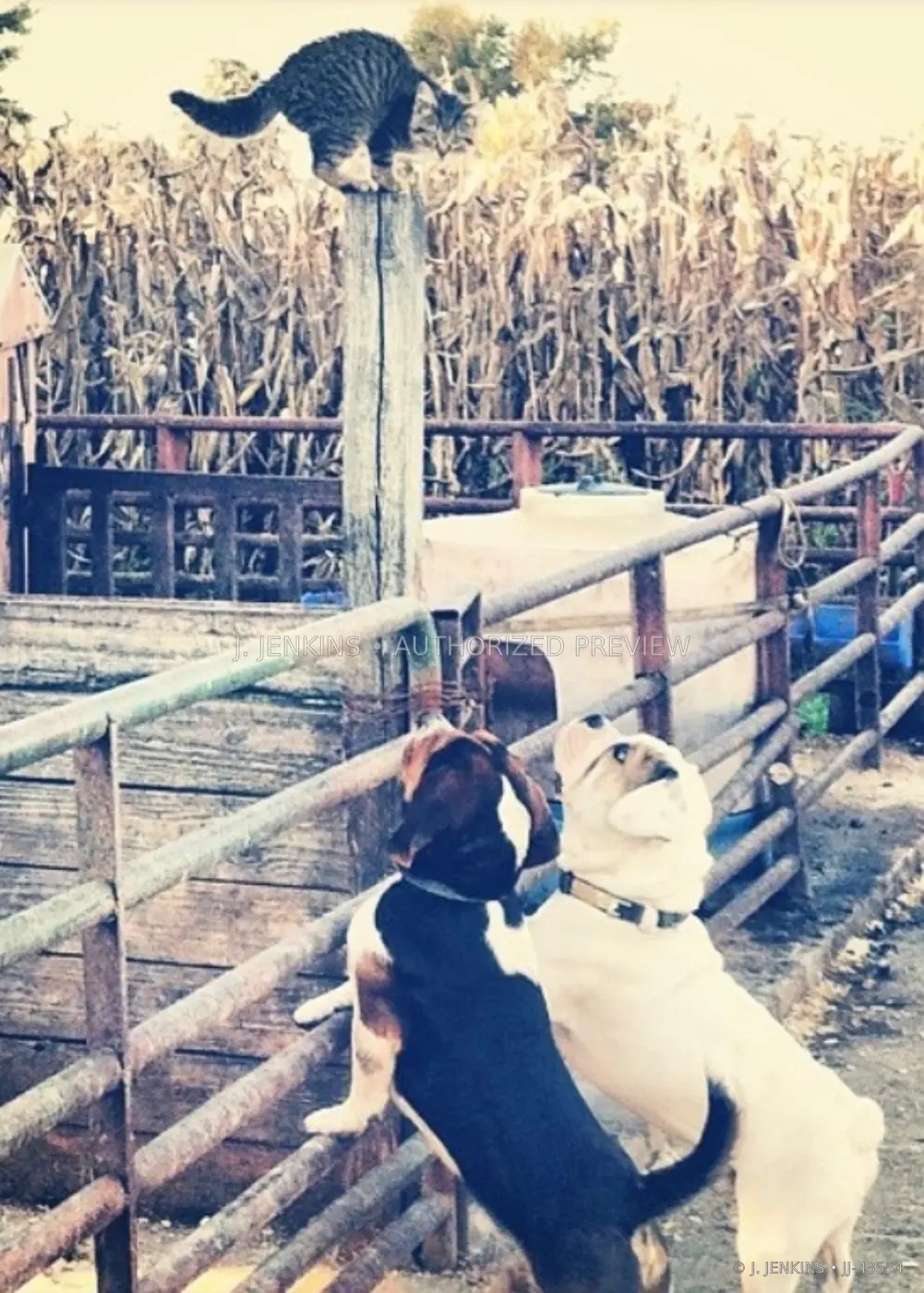 Two dogs looking up at a cat balanced above a farm pen