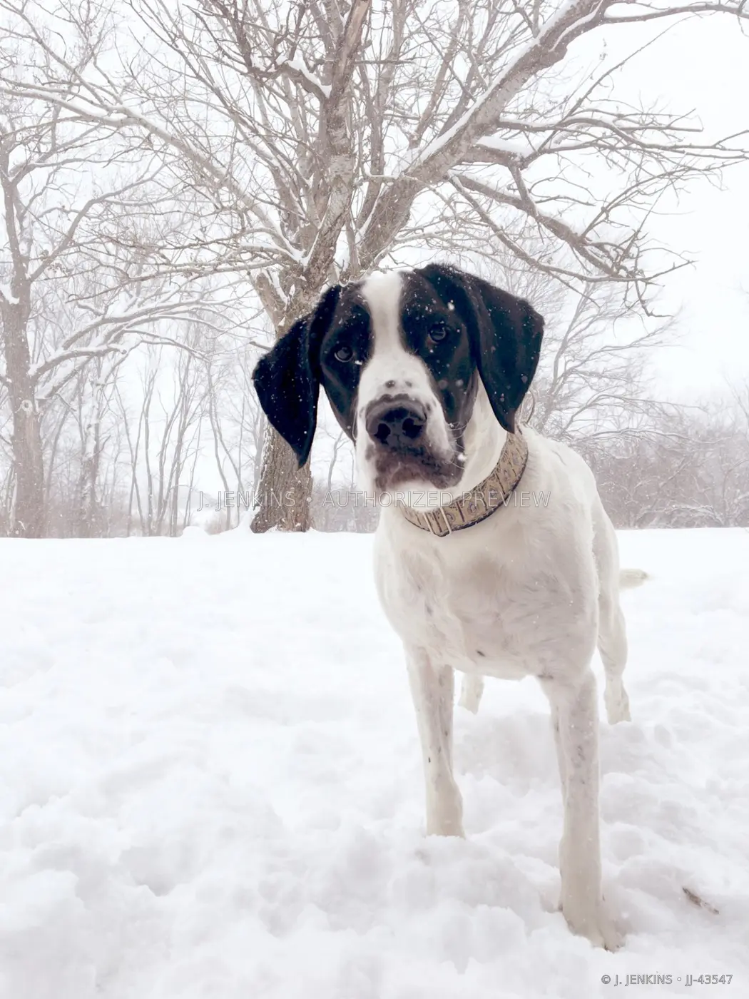 Black-and-white dog standing in fresh snow