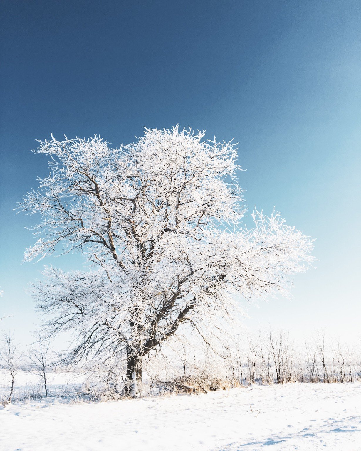 Frost-covered tree glowing white beneath a clear blue winter sky